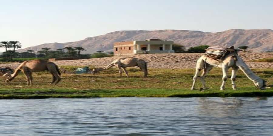 Luxor: Scenic Camel or Horse Ride - From Luxor to the West Bank