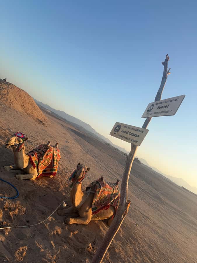 Makadi Bay: BADU Luxury Bedouin Dinner Experience & Stargaze - Sunset, tea, and the camel ride