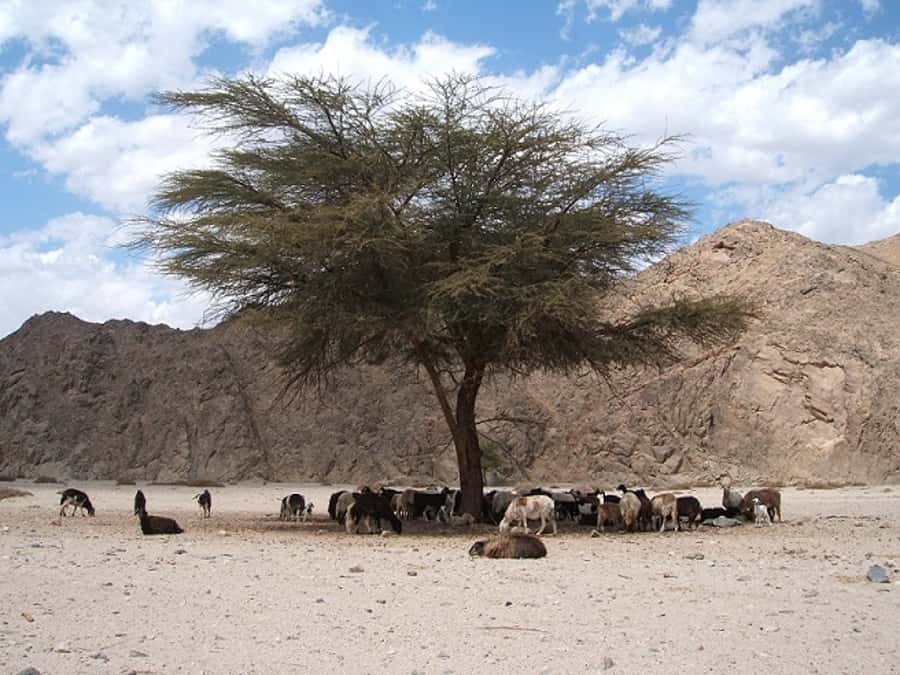 Makadi Bay: Jeep Safari Adventure with Bedouin guide - Sunset dinner and Middle Eastern flavors