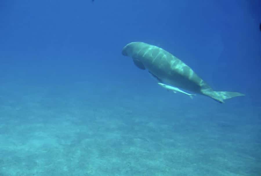Makadi Bay: Royal Seascope Submarine Cruise & Snorkel stop - Key points at a glance