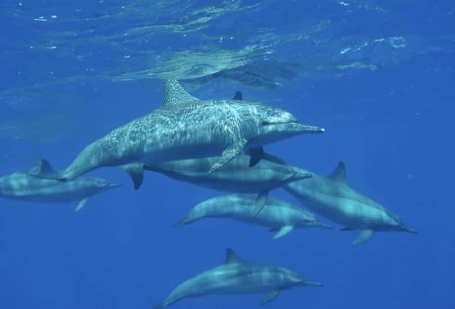 Makadi Bay: Royal Seascope Submarine Cruise & Snorkel stop - Leaving from Xanadu Hotel Marina