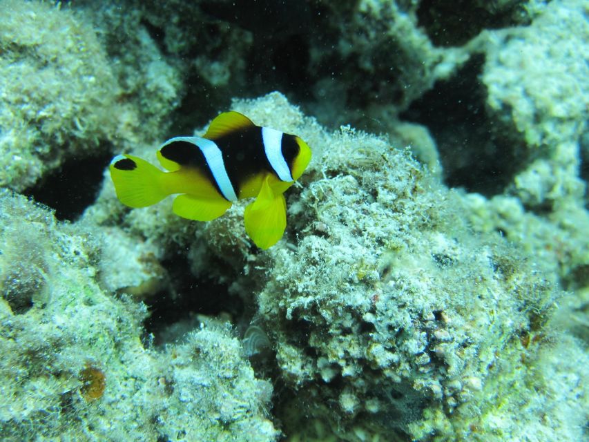 Makadi Bay: Snorkelling and Diving Island Trip - The crew and the small details that matter