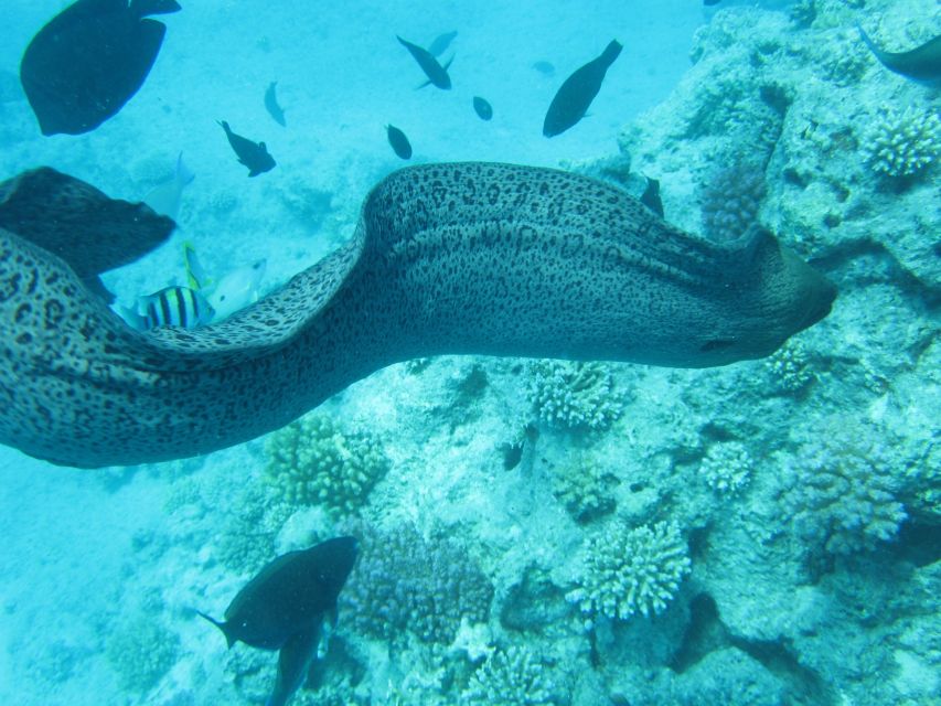 Makadi Bay: Snorkelling and Diving Island Trip - Who will enjoy this trip most