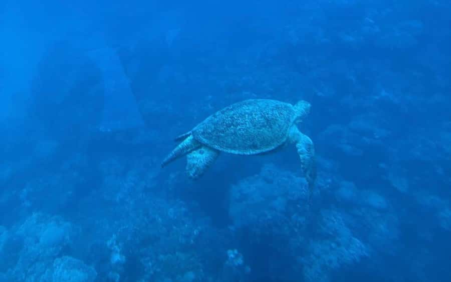 Marsa Alam: Elite vip Turtle bay snorkeling with BBQ Lunch - The real appeal of Marsa Mubarak