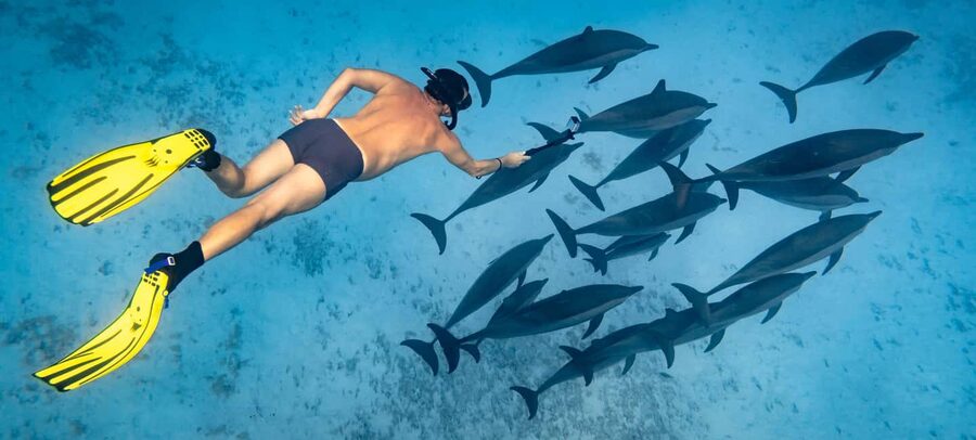 Marsa Alam:Sataya Reefs Dolphin Snorkeling Cruise with Lunch - Key points to know before booking