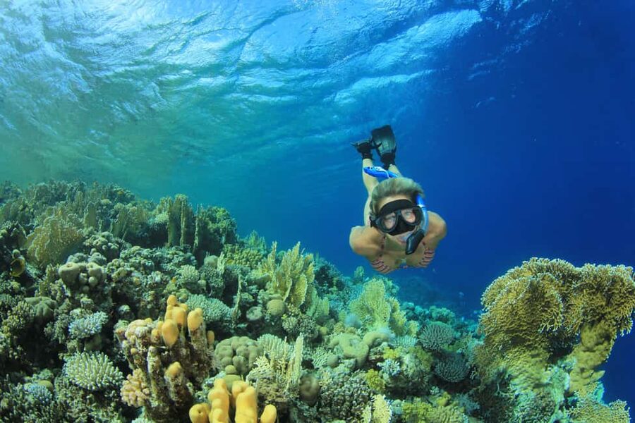 Marsa Alam:Sataya Reefs Dolphin Snorkeling Cruise with Lunch - Sataya Reef, where dolphins set the schedule