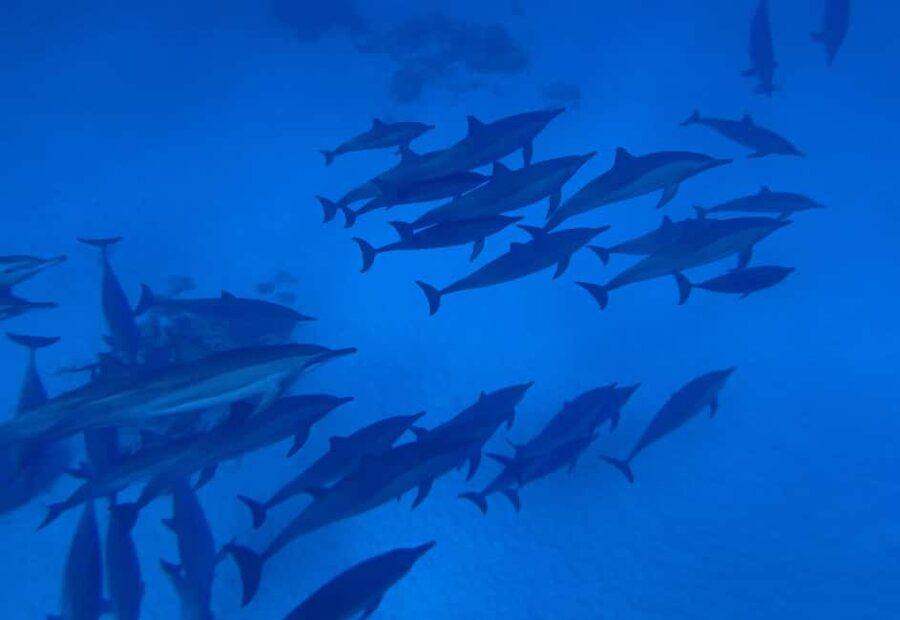 Marsa Alam:Sataya Reefs Dolphin Snorkeling Cruise with Lunch - First snorkeling session in clear Red Sea water