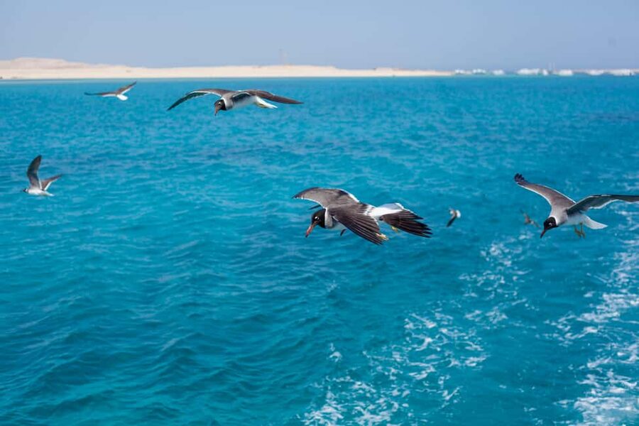 Marsa Alam:Sataya Reefs Dolphin Snorkeling Cruise with Lunch - Lunch, drinks, and a practical break