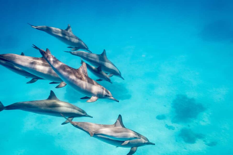 Marsa Alam:Sataya Reefs Dolphin Snorkeling Cruise with Lunch - Who will enjoy this trip most