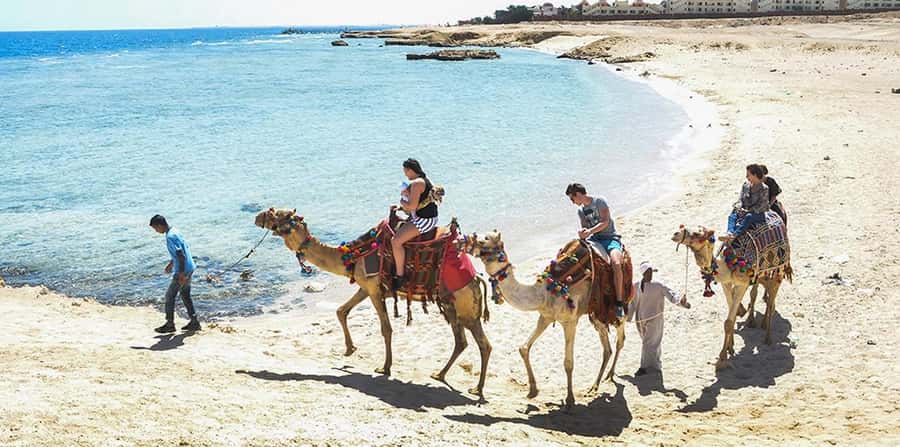 Marsa Alam: Sea and Desert Camel Riding Tour - Meeting the camels and learning the basics