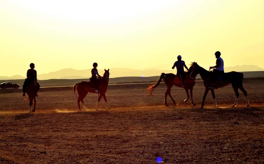 Marsa Alam: Sea and Desert Horse Riding Tour - The small drawbacks to consider