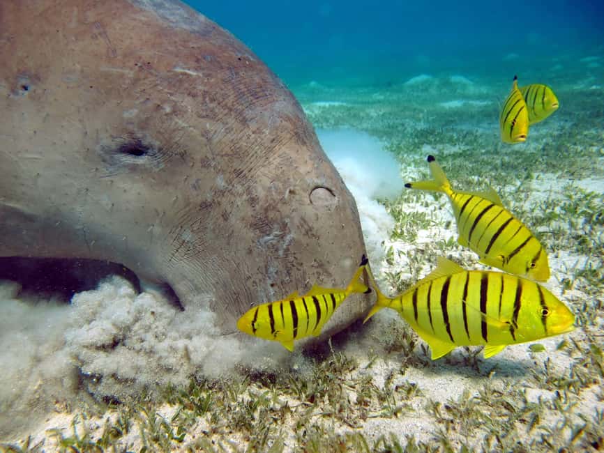 Marsa Alam: Snorkeling with Sea Turtles Marsa Mubarak - What the two reef stops are like