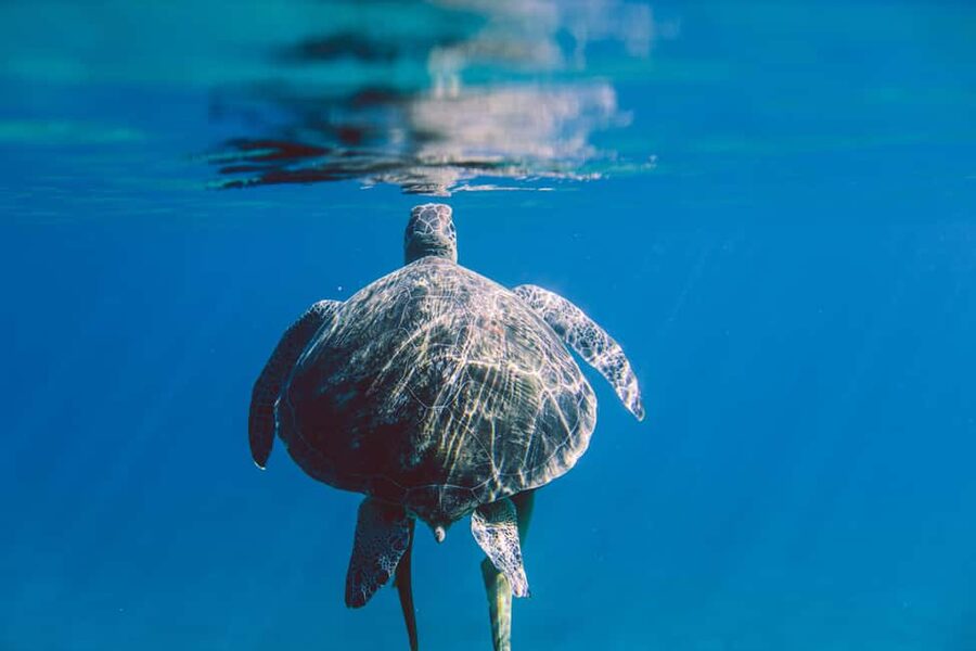 Marsa Alam: Snorkeling with Sea Turtles Marsa Mubarak - Lunch, drinks, and time on deck