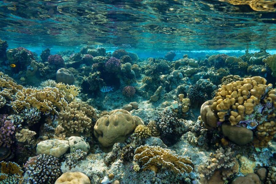 Marsa Alam: Snorkeling with Sea Turtles Marsa Mubarak - The sunset option changes the plan