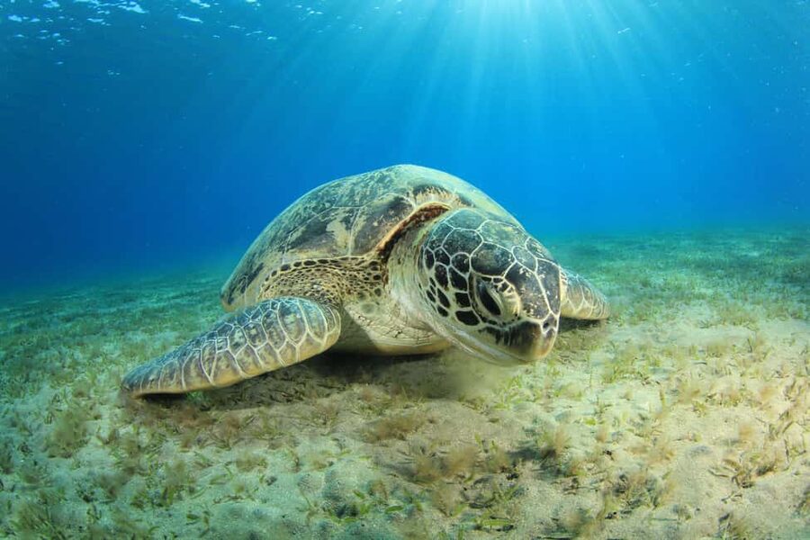 Marsa Alam: Snorkeling with Sea Turtles Marsa Mubarak - Who should book, and who should think twice