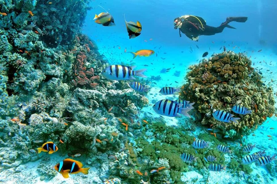 Marsa Alam: Snorkeling with Sea Turtles Marsa Mubarak - From Marsa Alam hotel to the boat
