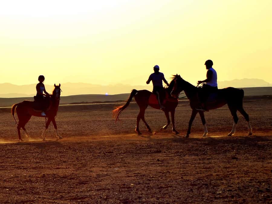 Marsa Alam: Sunrise Horseback with Breakfast - Key points at a glance