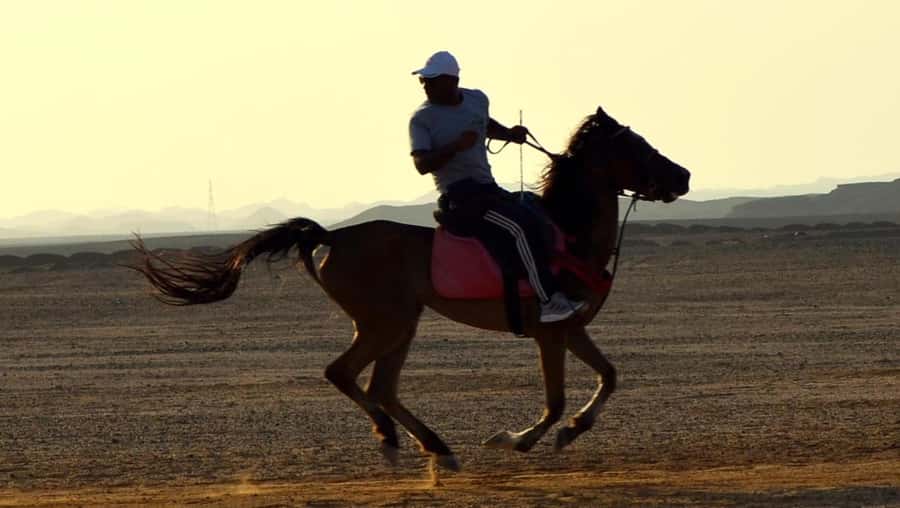 Marsa Alam: Sunrise Horseback with Breakfast - Breakfast: appealing idea, uneven delivery