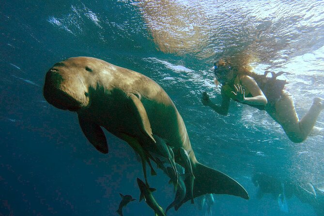 Marsa Mubarak snorkeling with dugong and turtles - marsaalam - Key things to know before booking