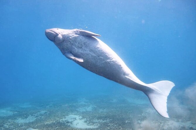Marsa Mubarak snorkeling with dugong and turtles - marsaalam - Why Marsa Mubarak is worth the boat ride