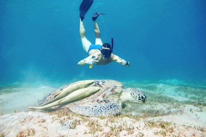 Marsa Mubarak snorkeling with dugong and turtles - marsaalam - Searching for the dugong