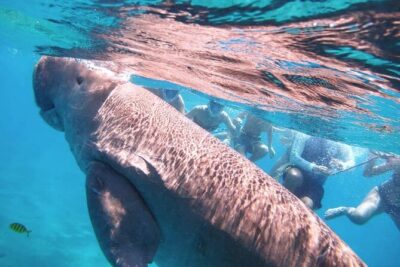 Marsa Mubarak snorkeling with dugong and turtles – marsaalam