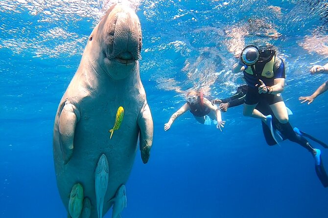 Marsa Mubarak snorkeling with dugong and turtles - marsaalam - What the crew does well, and where to stay alert