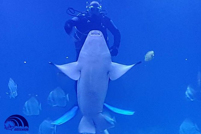 Official Account: Hurghada Grand Aquarium Entrance Tickets - The underwater tunnel is the main visual reward