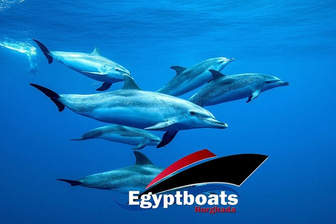 PRIVATE! | 4-hour Speed Boat Trip | Swim With Dolphins, Snorkeling & Island - Why the Private Format Matters