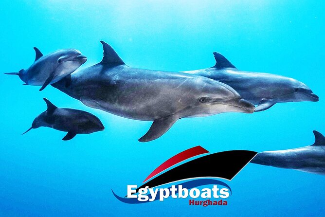 PRIVATE! | 4-hour Speed Boat Trip | Swim With Dolphins, Snorkeling & Island - Carless Reef and Omo Gamaar