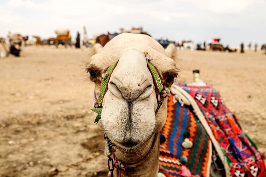 Pyramids of Giza and Great Sphinx: Private Half-Day Tour - Who will get the most from this tour?