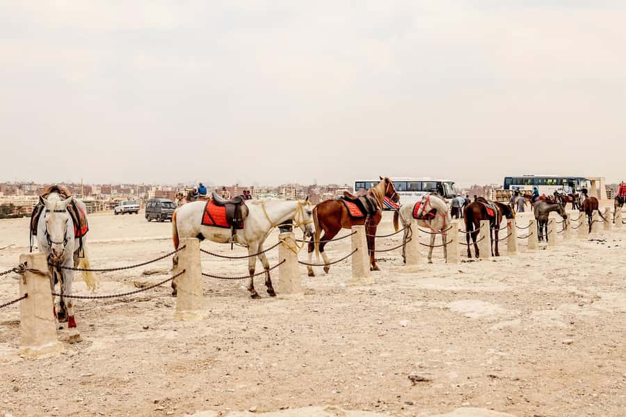 Pyramids of Giza and Great Sphinx: Private Half-Day Tour - Is $65 per person good value?