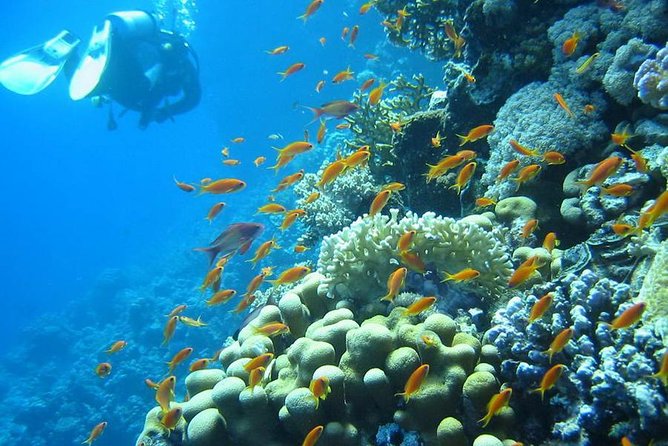 Red Sea Diving Trip from Hurghada: Beginner to Advanced Divers - The boat routine: equipment, lunch, and downtime