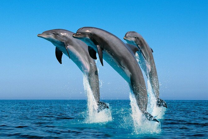 ROYAL Dolphin House & Water Sports Snorkeling Sea Trip - Hurghada - The crew can make or break the outing