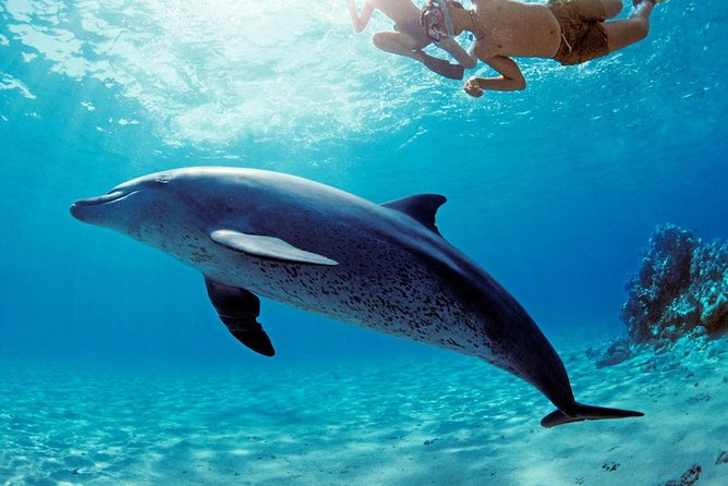 ROYAL Dolphin House & Water Sports Snorkeling Sea Trip - Hurghada - The morning transfer and boat departure