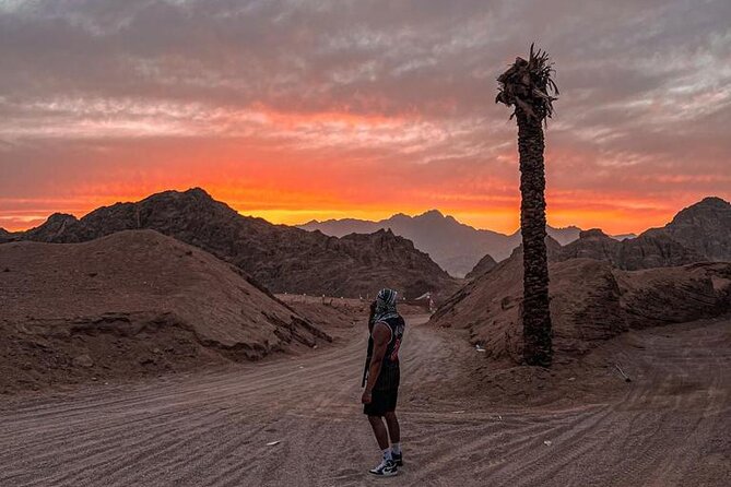 Safari 5 in 1 Quads, Camels, Show, Dinner & Star Gazing in Sharm El Sheikh - What the $50.97 price really covers