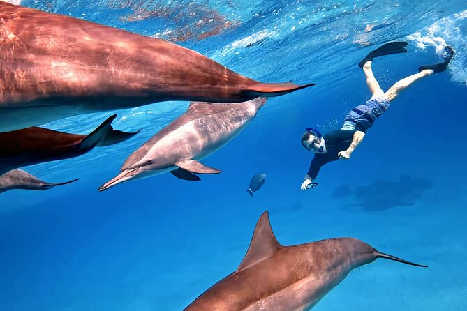 Sataya Dolphin House Snorkel Trip - Marsa Alam - Equipment, guides, and the feel of the day