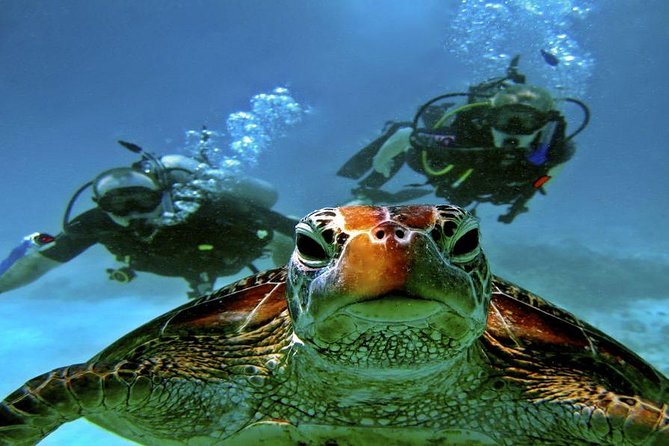 Scuba Diving Full Day Boat Trip for beginners With Lunch & Transfer – Hurghada - Photos, tips, and the costs beyond $24
