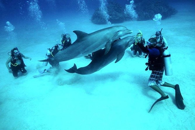 Scuba Diving Full Day Boat Trip for beginners With Lunch & Transfer – Hurghada - What the strongest and weakest parts tell me