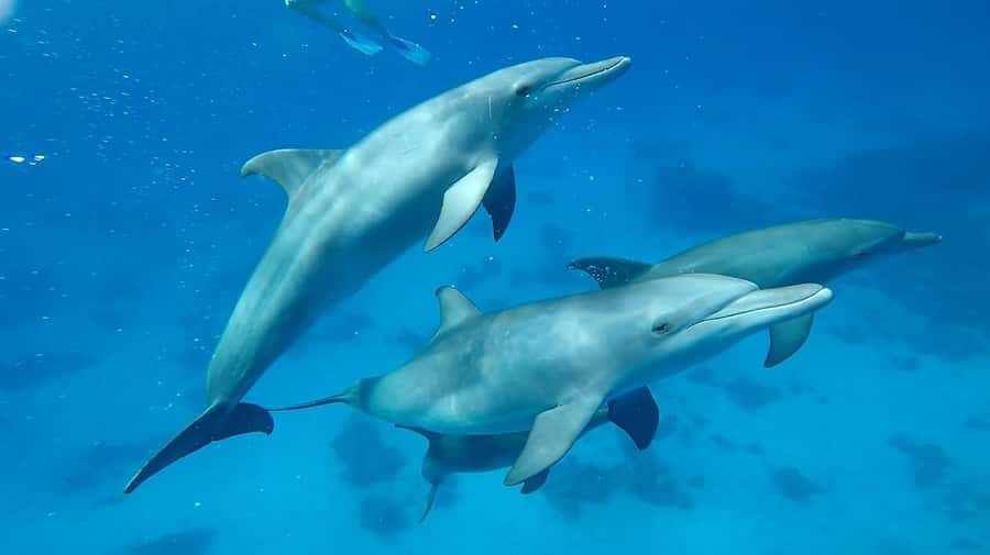 Sharm El Sheikh: Day sail to White island and Ras Mohamed - Lunch on the yacht