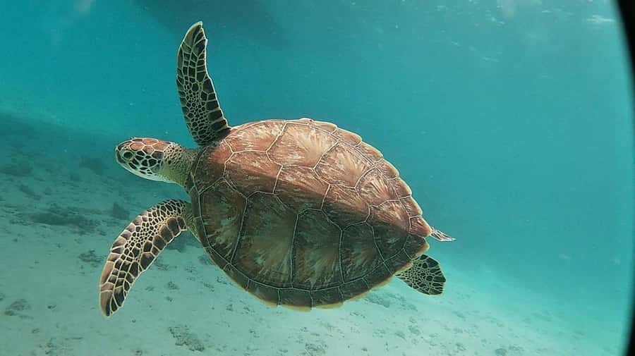 Sharm El Sheikh: Day sail to White island and Ras Mohamed - The crew makes the difference