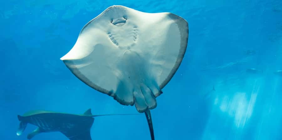 Sharm El Sheikh: Glass Bottom Boat Tour & Private Transfer - Seeing the Red Sea Without Getting Wet
