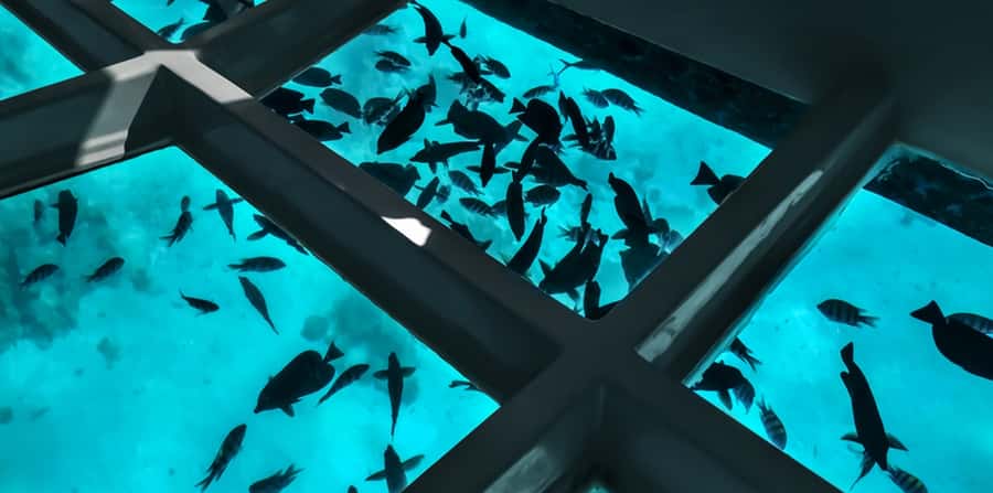 Sharm El Sheikh: Glass Bottom Boat Tour & Private Transfer - The Morning Pickup and Twenty-Minute Drive