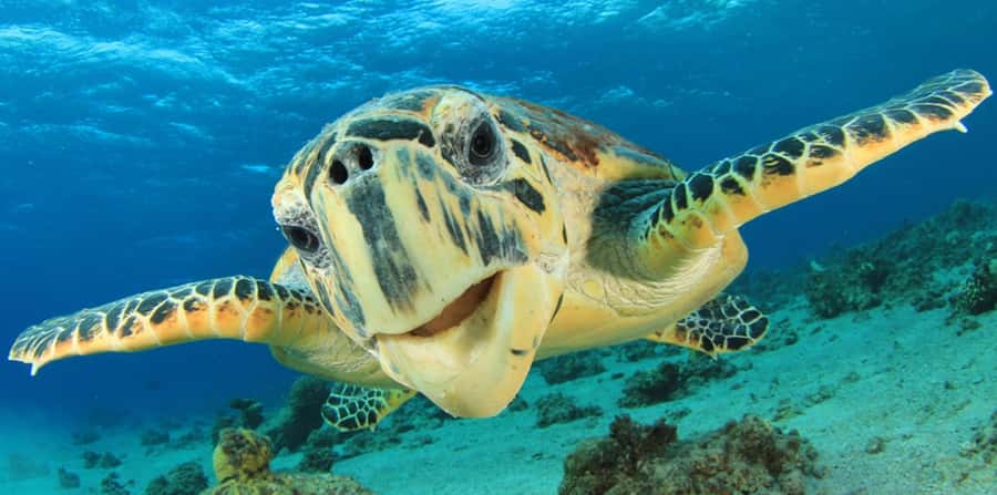 Sharm El Sheikh: Glass Bottom Boat Tour & Private Transfer - Who Will Enjoy This Boat Ride Most?