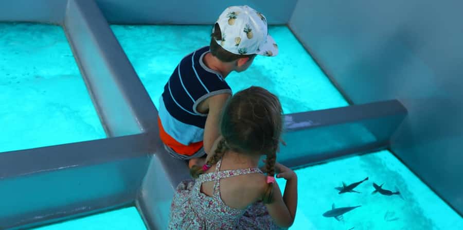 Sharm El Sheikh: Glass Bottom Boat Tour & Private Transfer - What Happens at the Glass-Boat Dock