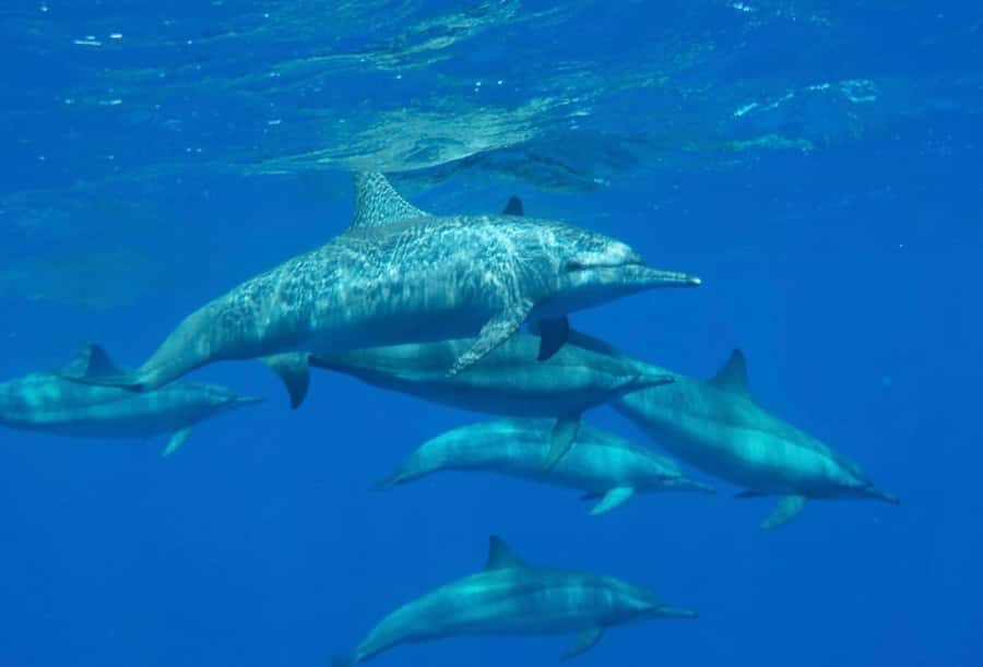 Sharm el-Sheikh: Premium Ras Mohammed & White Island Cruise - Lunch, drinks, and the practical comfort level