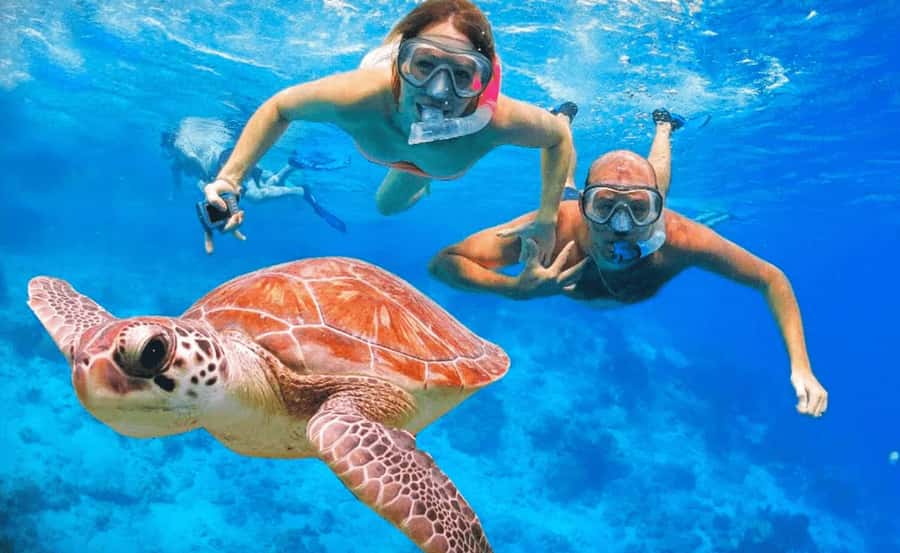 Sharm El Sheikh: Ras Mohamed & White Island Dive & Snorkel - A full Red Sea day from Sharm El Sheikh