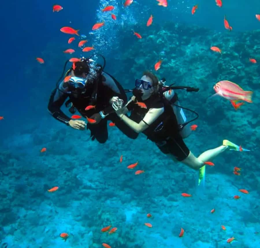 Sharm El Sheikh: Ras Mohamed & White Island Dive & Snorkel - Your first underwater session