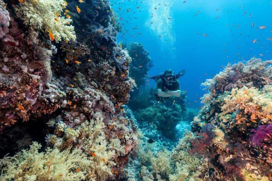 Sharm El Sheikh: Ras Mohamed & White Island Dive & Snorkel - White Island, a short visit with a big setting