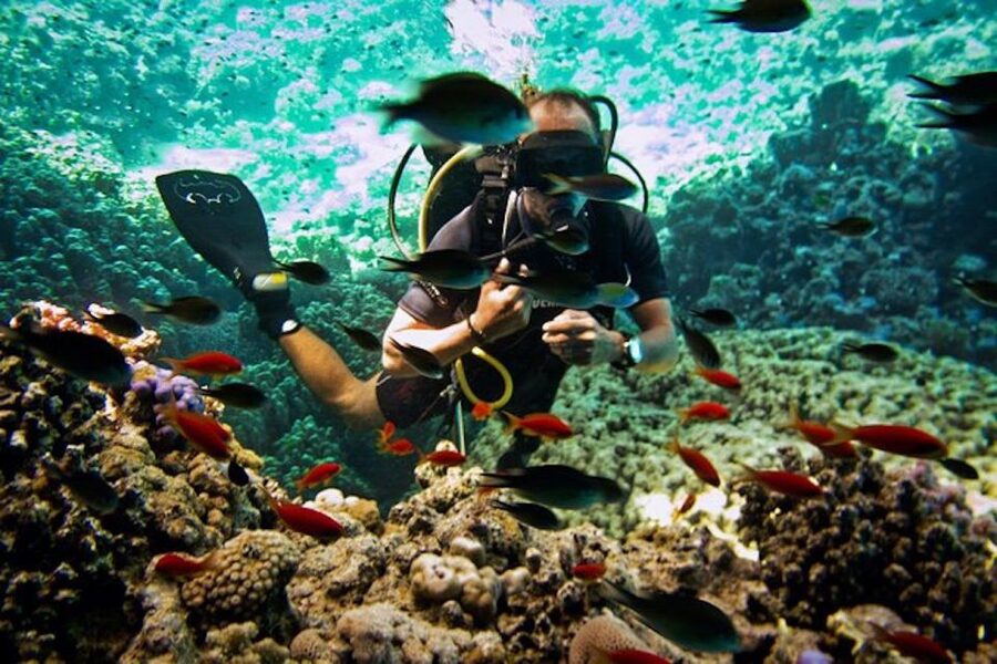 Sharm El Sheikh: Ras Mohamed & White Island Snorkel or Dive - From Sharm El Sheikh to the Red Sea